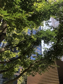 Lush green tree branches partially shade a view of modern buildings with glass windows, set against a bright blue sky. The image combines natural and urban elements.
