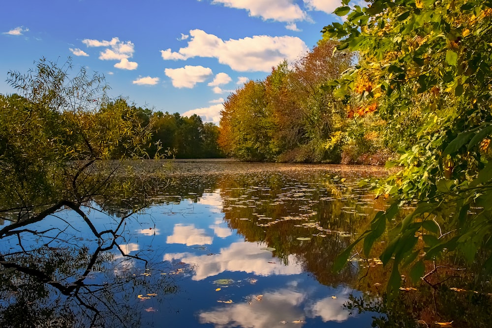 green and brown trees beside river under blue sky and white clouds during daytime