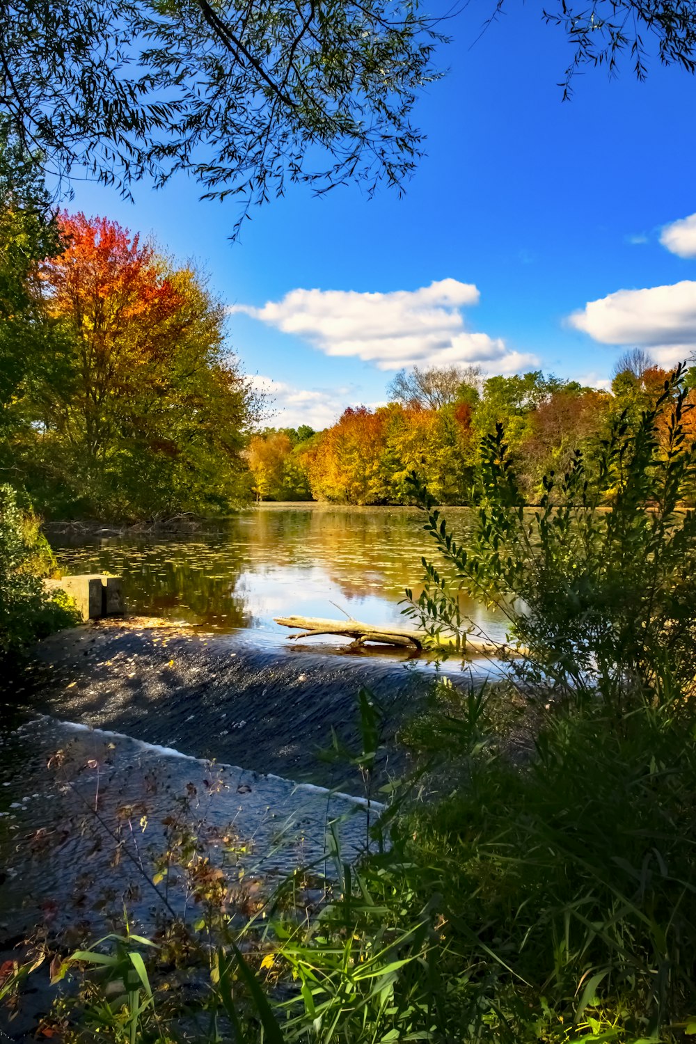 green and brown trees beside river under blue sky during daytime