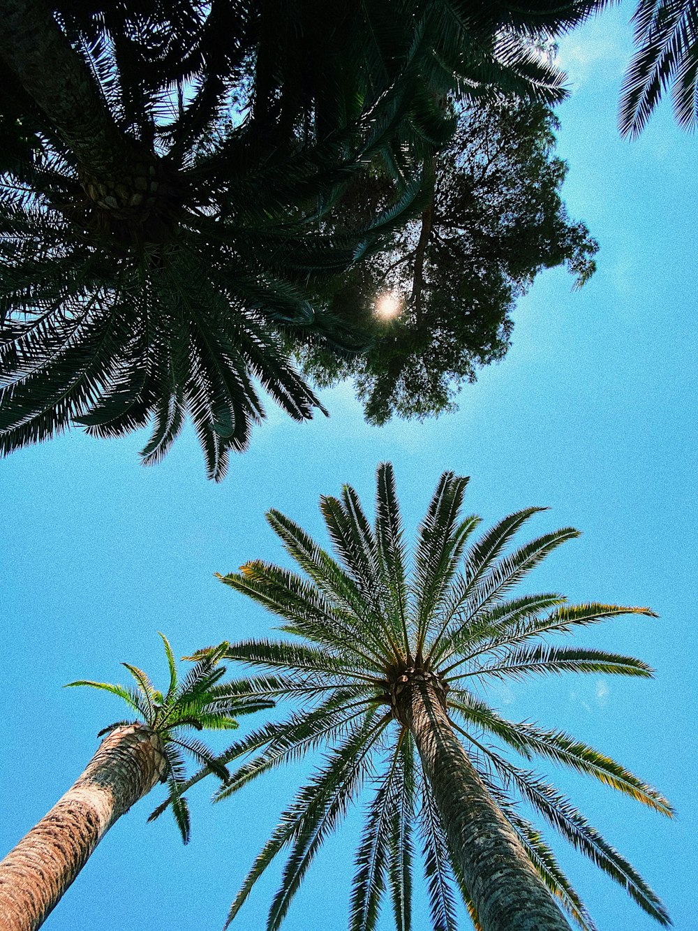 green palm tree under blue sky during daytime