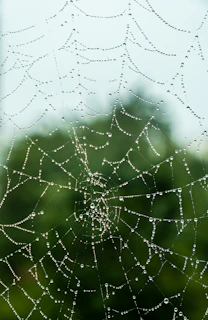 water droplets on spider web in close up