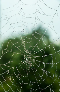 water droplets on spider web in close up