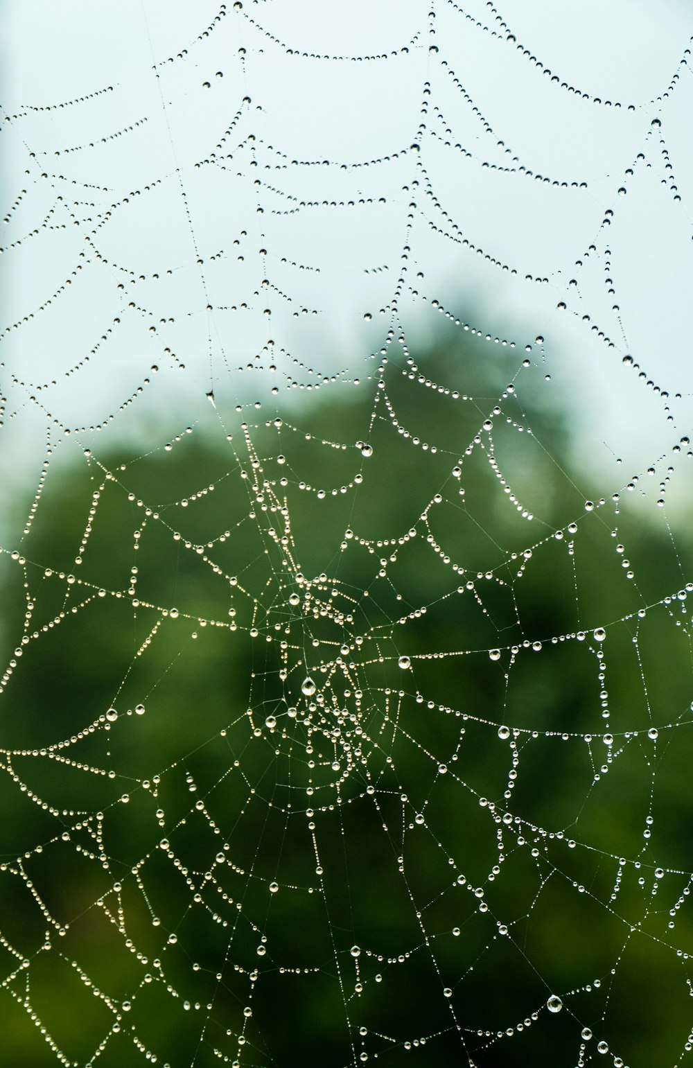 water droplets on spider web in close up photography