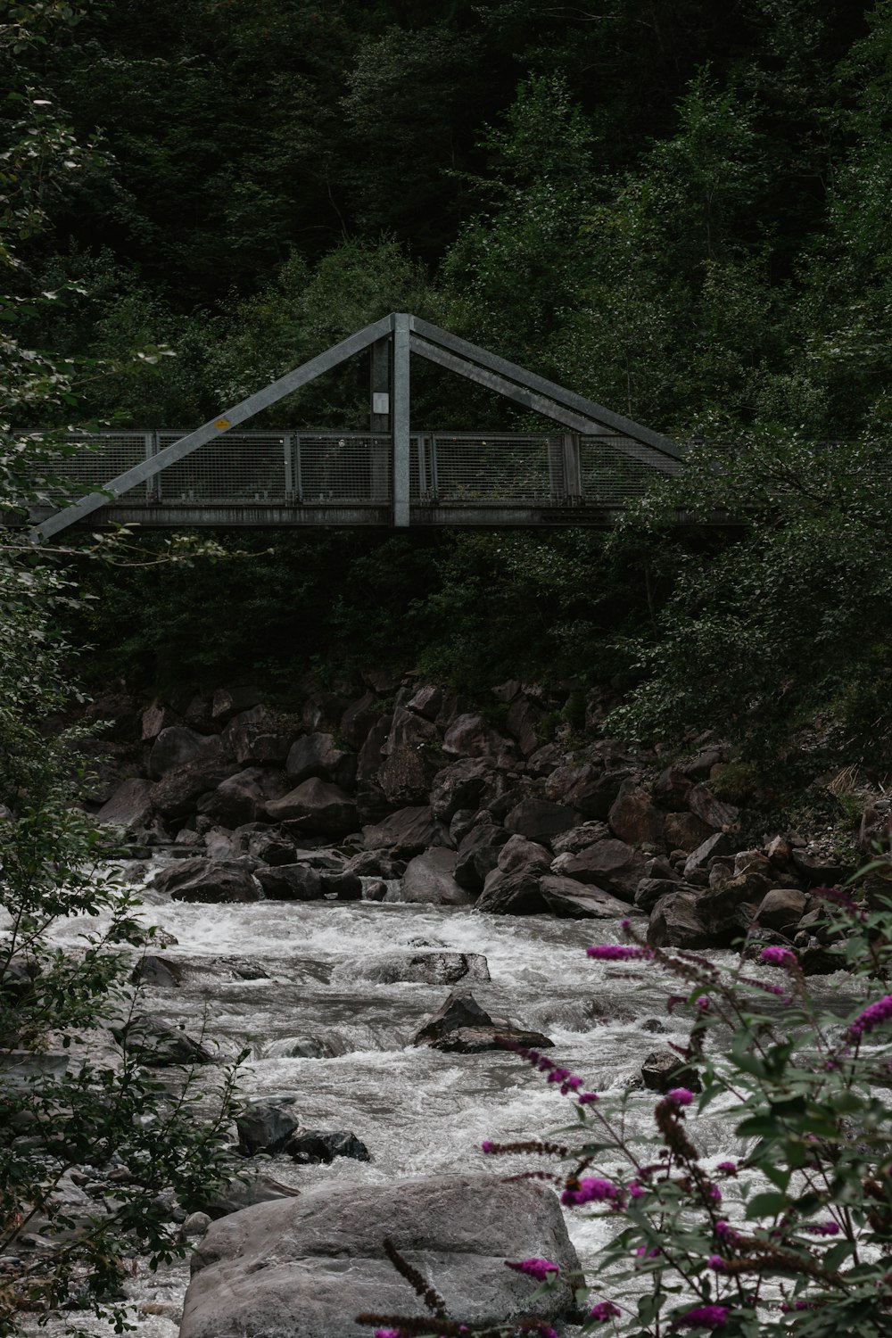 green trees near brown wooden bridge