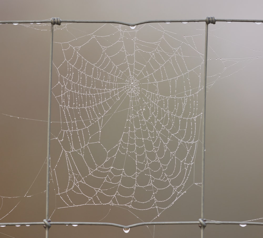 spider web with water droplets