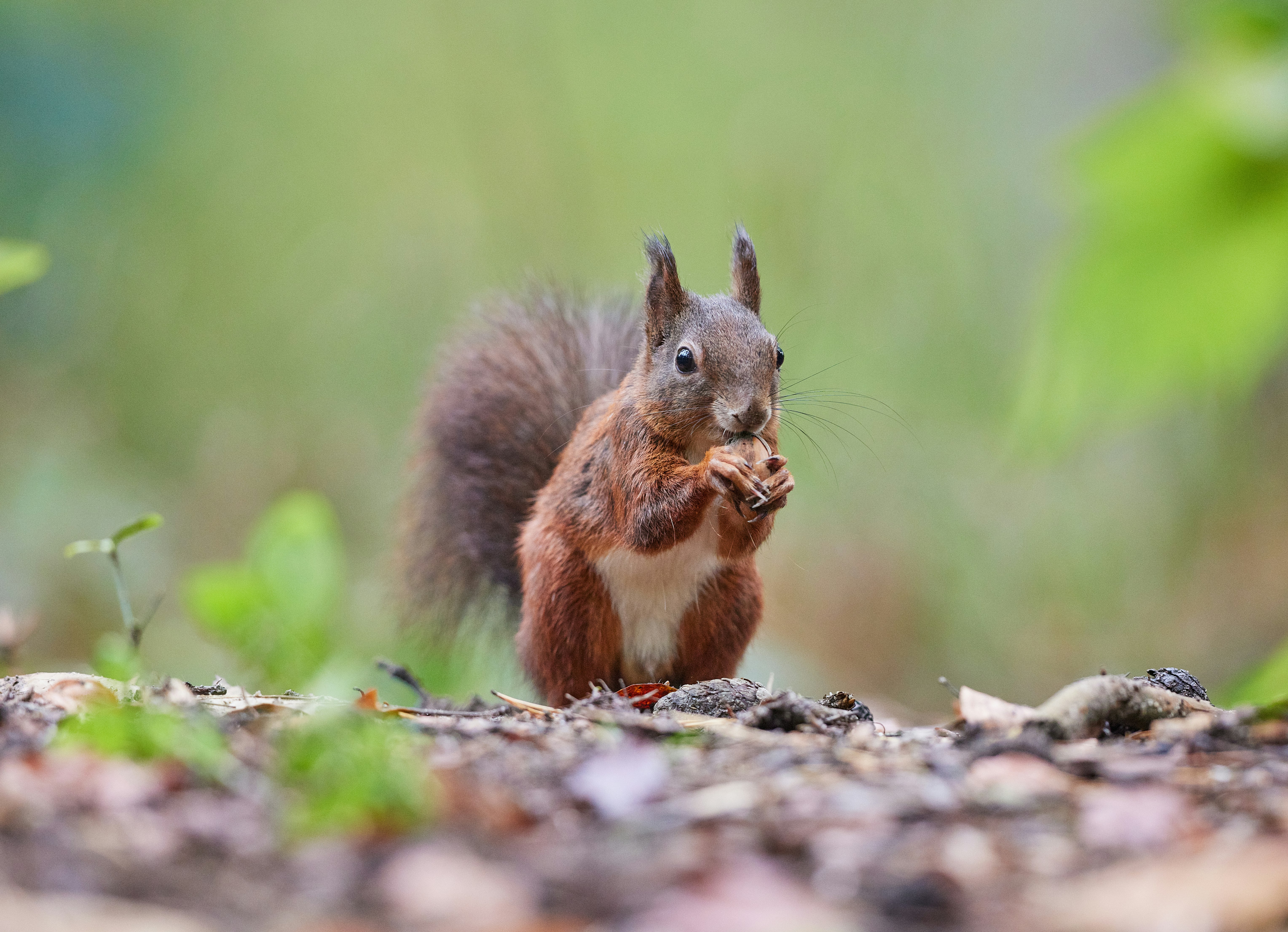 brown squirrel on brown soil during daytime