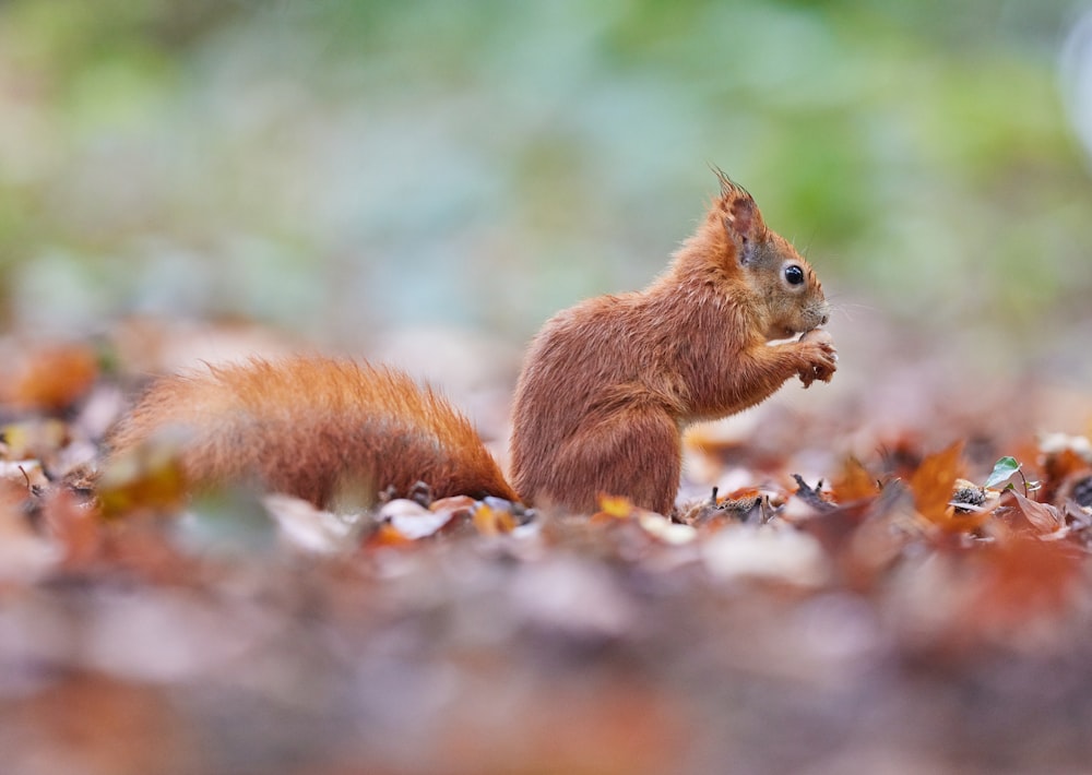 Braunes Eichhörnchen auf grünem Gras tagsüber