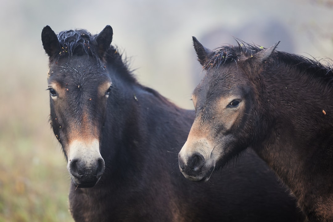 brown and black horse during daytime