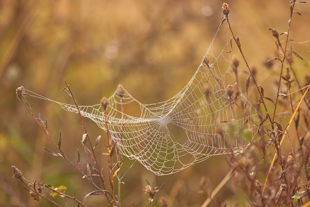 spider web on brown plant