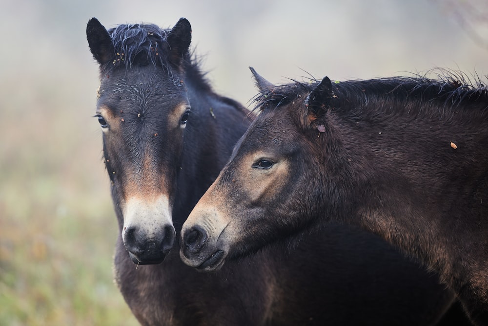 black horse on green grass during daytime