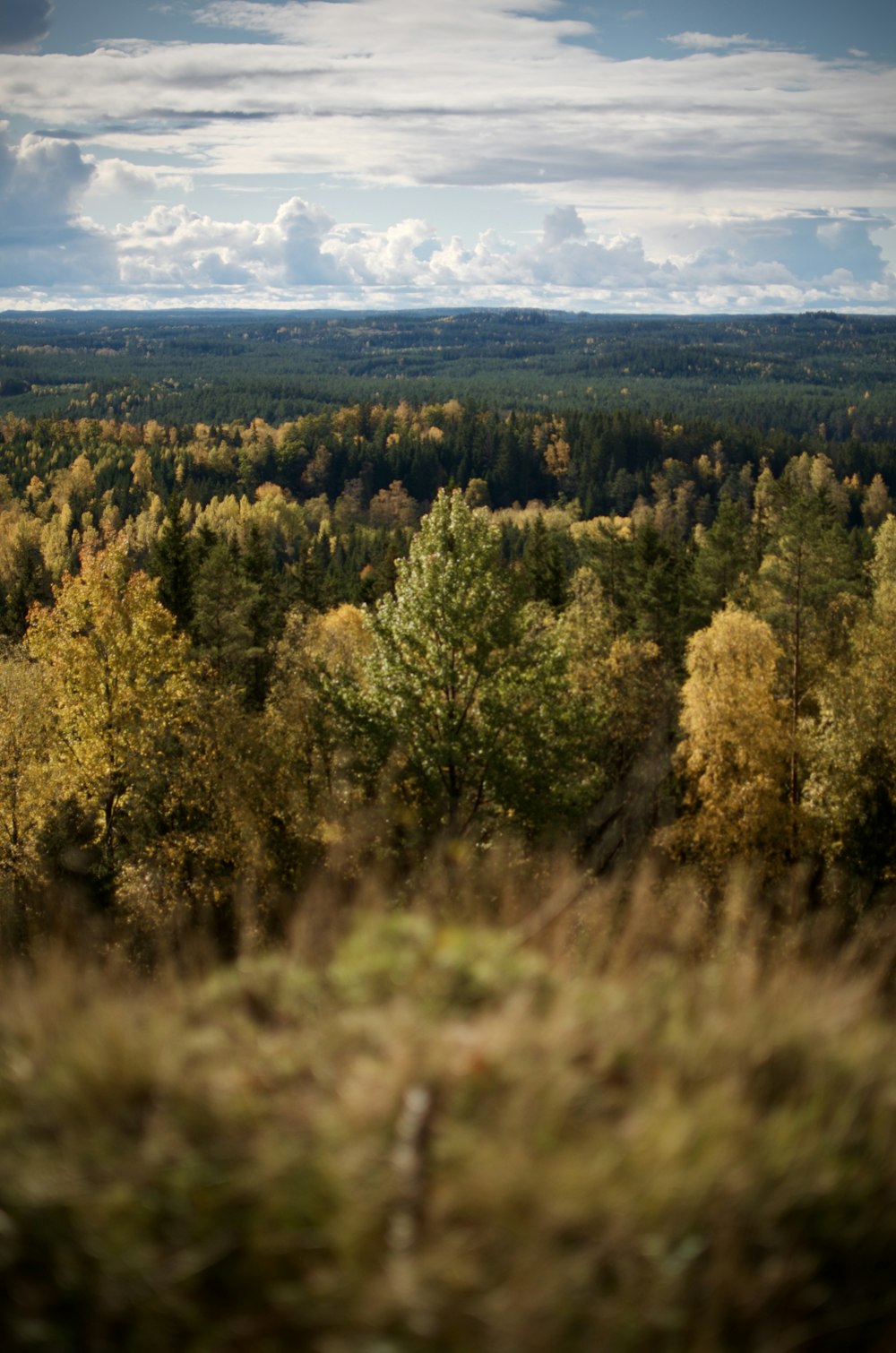 green and yellow trees under white clouds during daytime