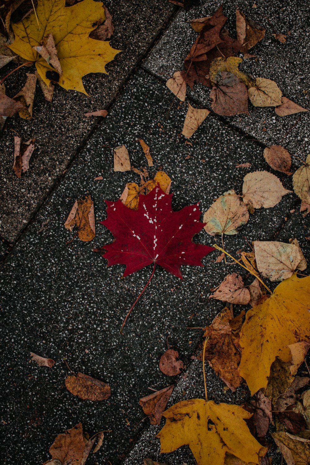 검은 콘크리트 바닥에 빨간 단풍 나무 잎