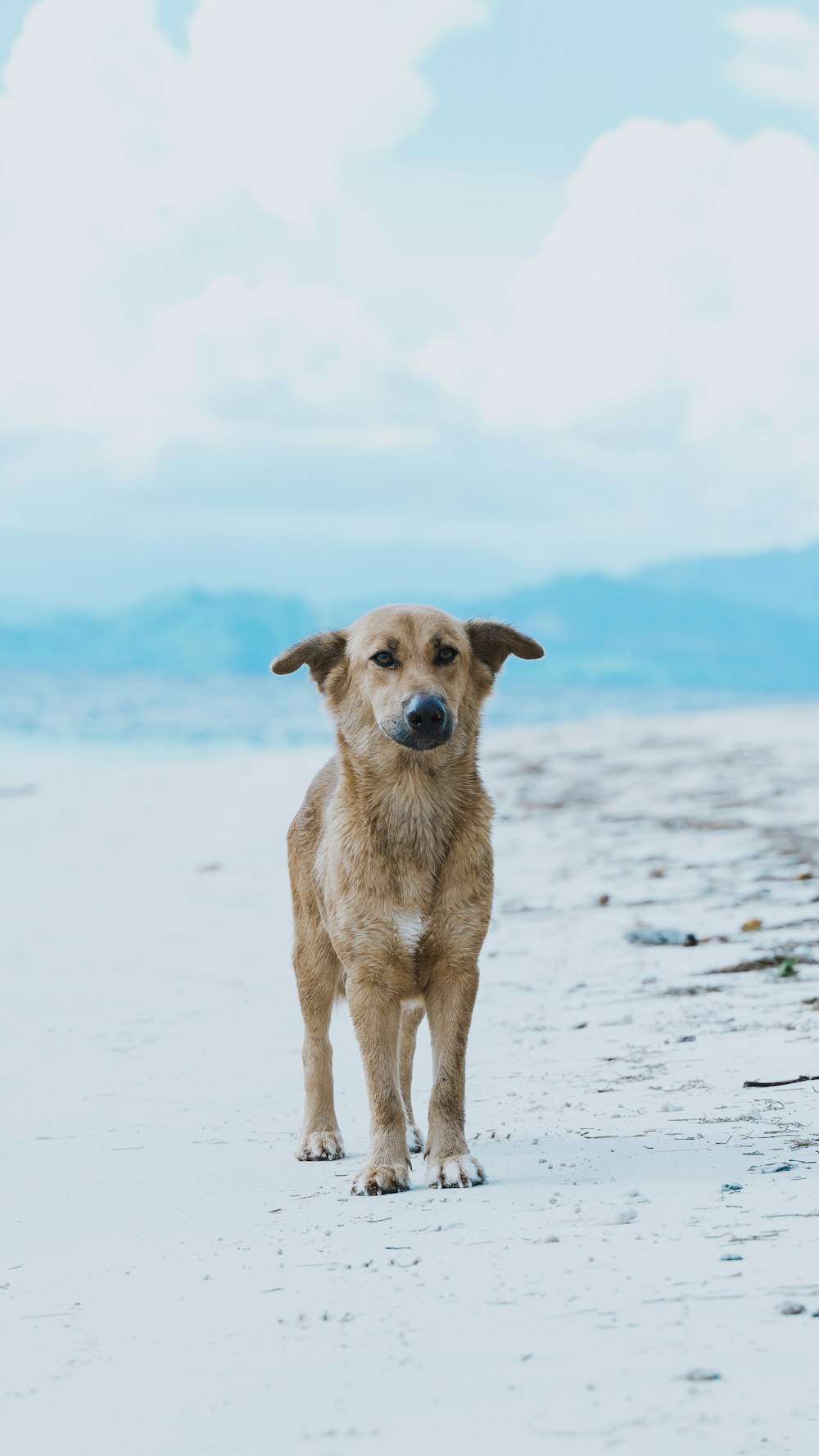 brown short coated dog on white sand during daytime