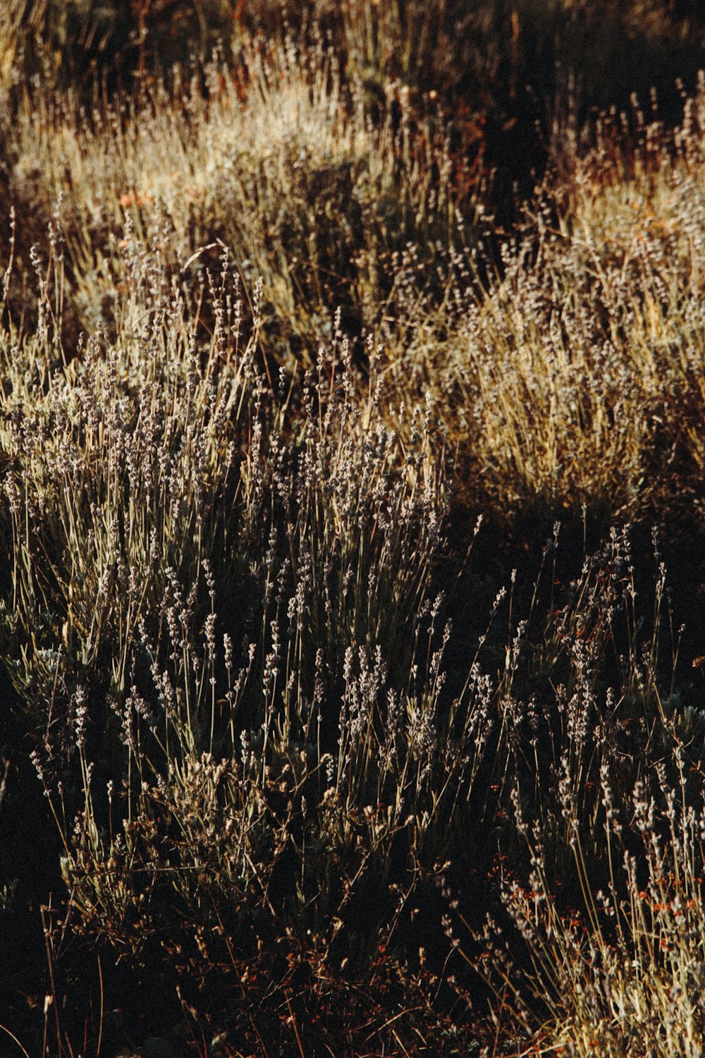 campo di erba marrone durante il giorno
