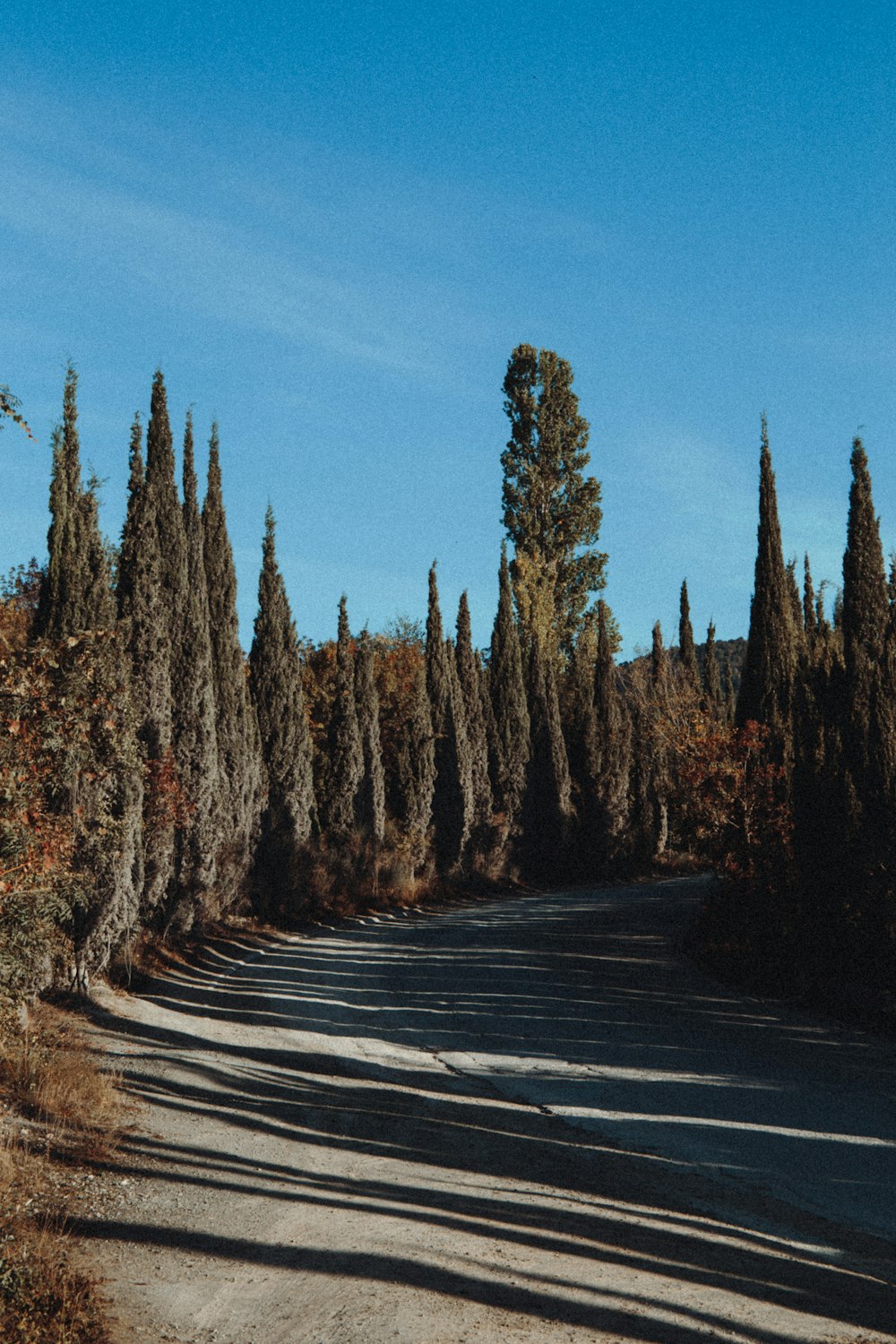 brown trees on gray asphalt road under blue sky during daytime