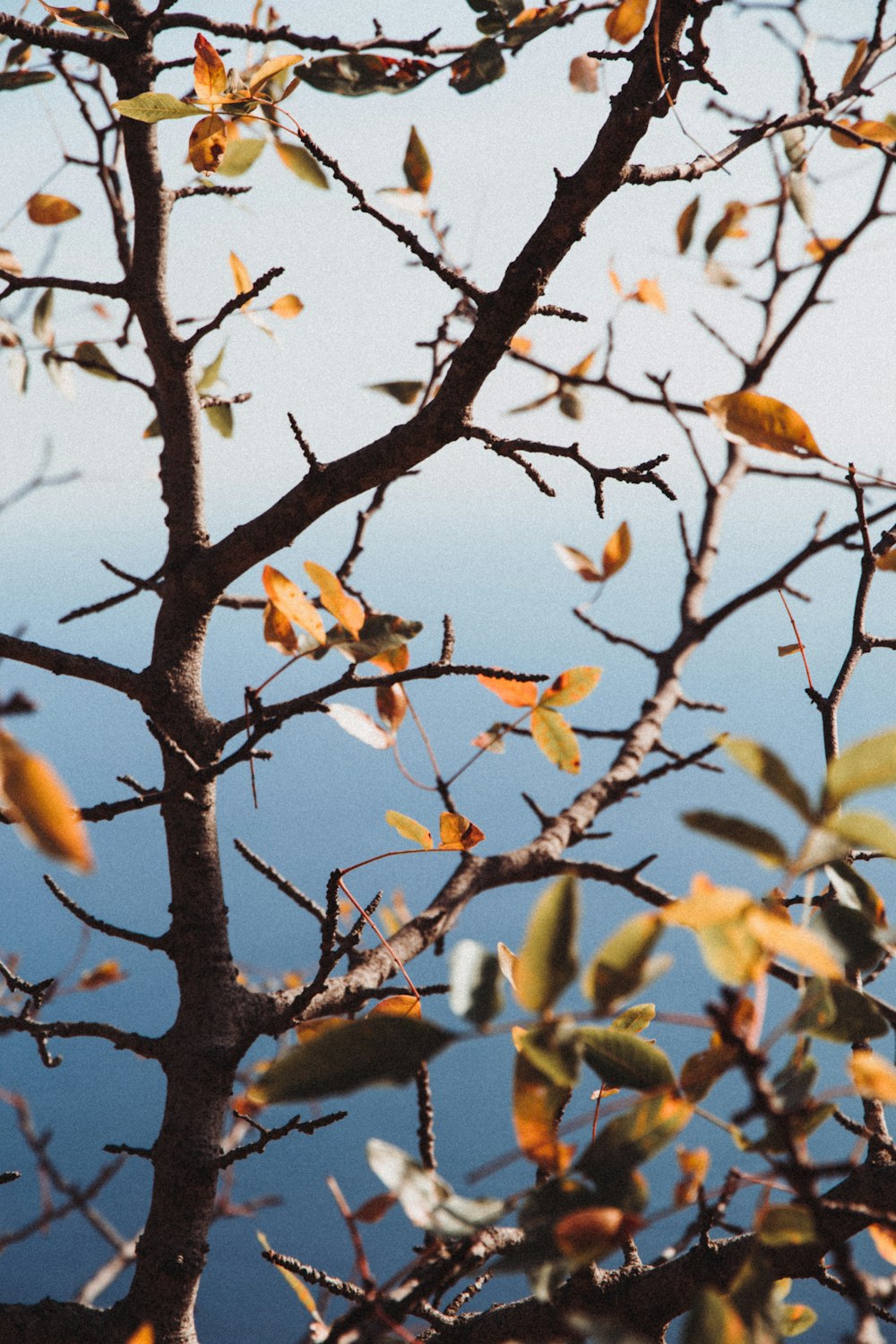 yellow and brown bird on brown tree branch during daytime