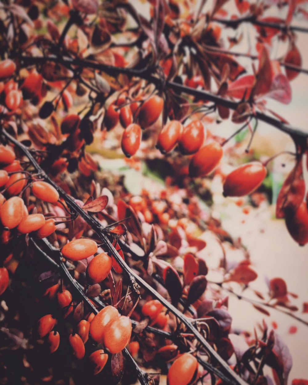 red round fruits on tree