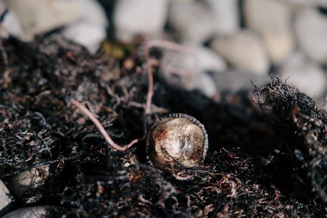 brown and white round fruit on black soil