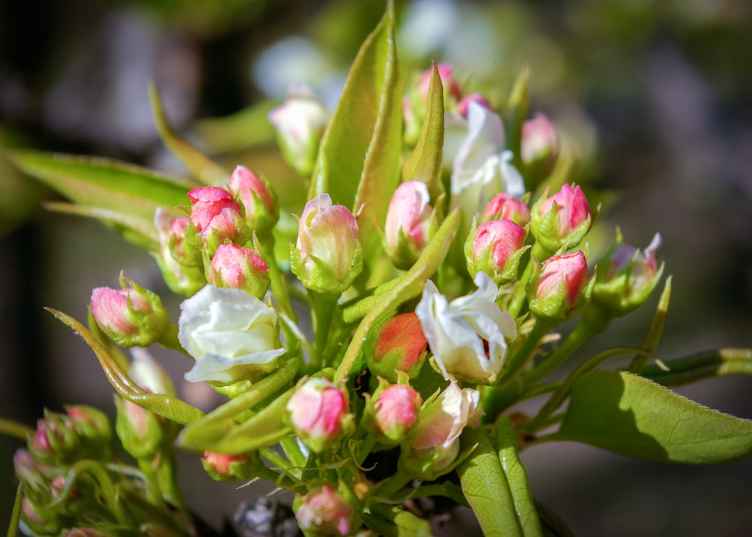 pink and white flower in tilt shift lens