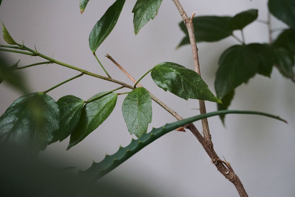 green leaves in tilt shift lens