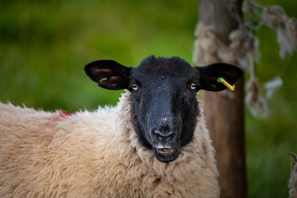 pecore bianche su erba verde durante il giorno