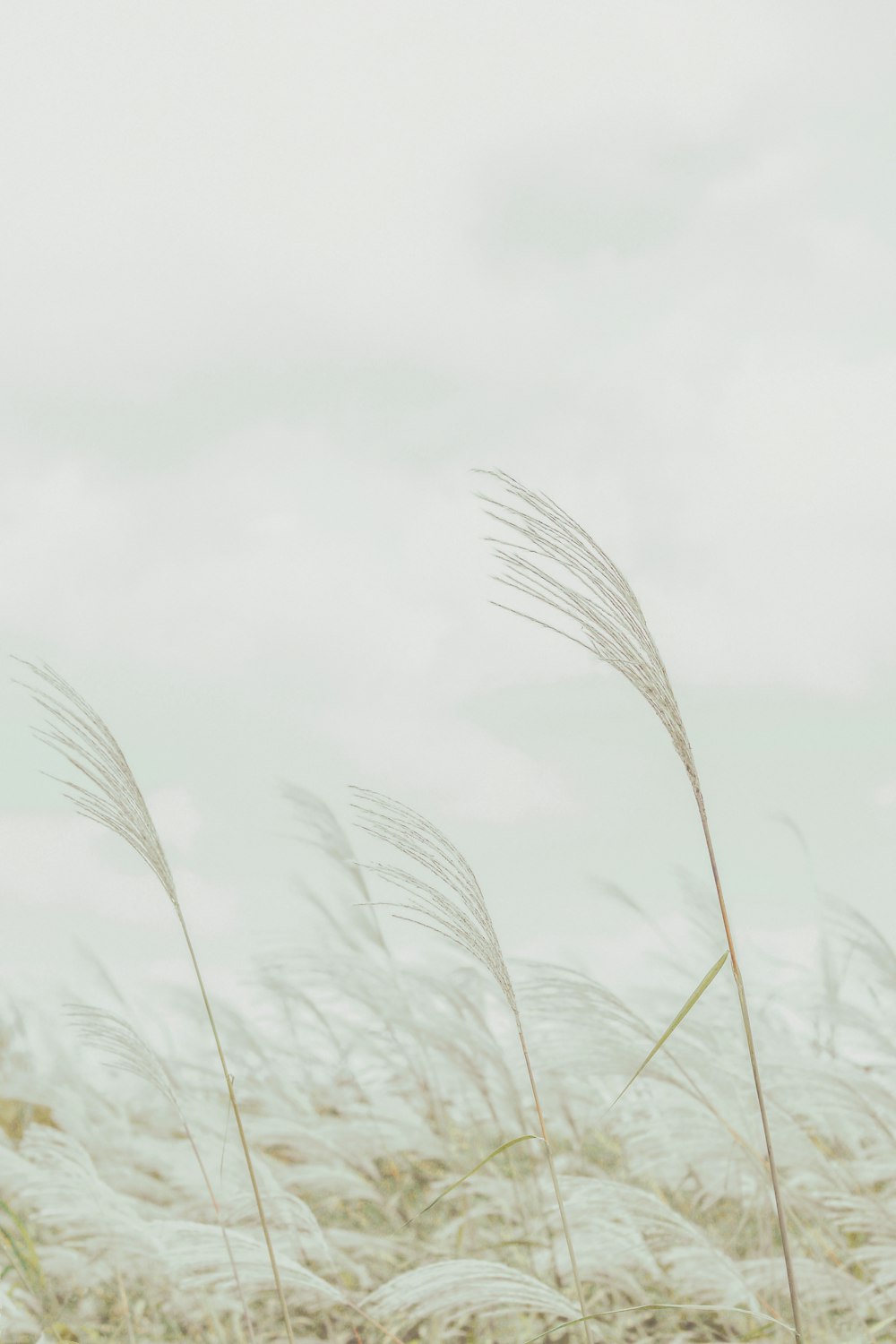 green grass under white clouds during daytime