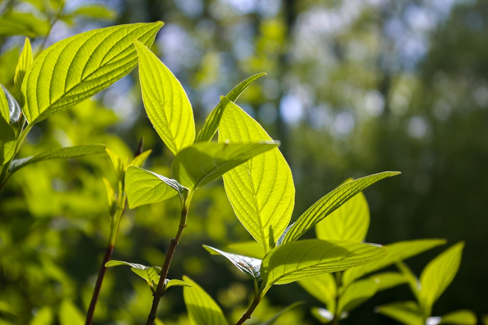 green leaf plant in close up photography