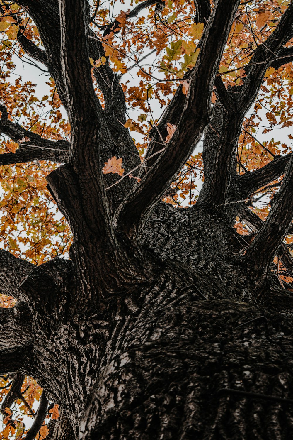 brown and black tree trunk