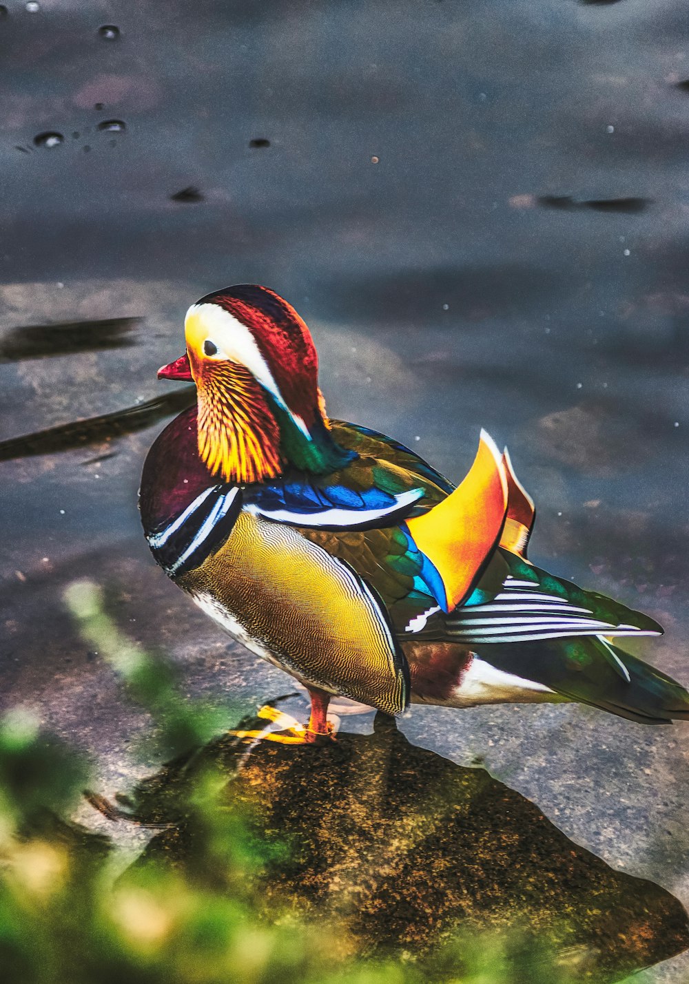 canard bleu, blanc et brun sur l’eau