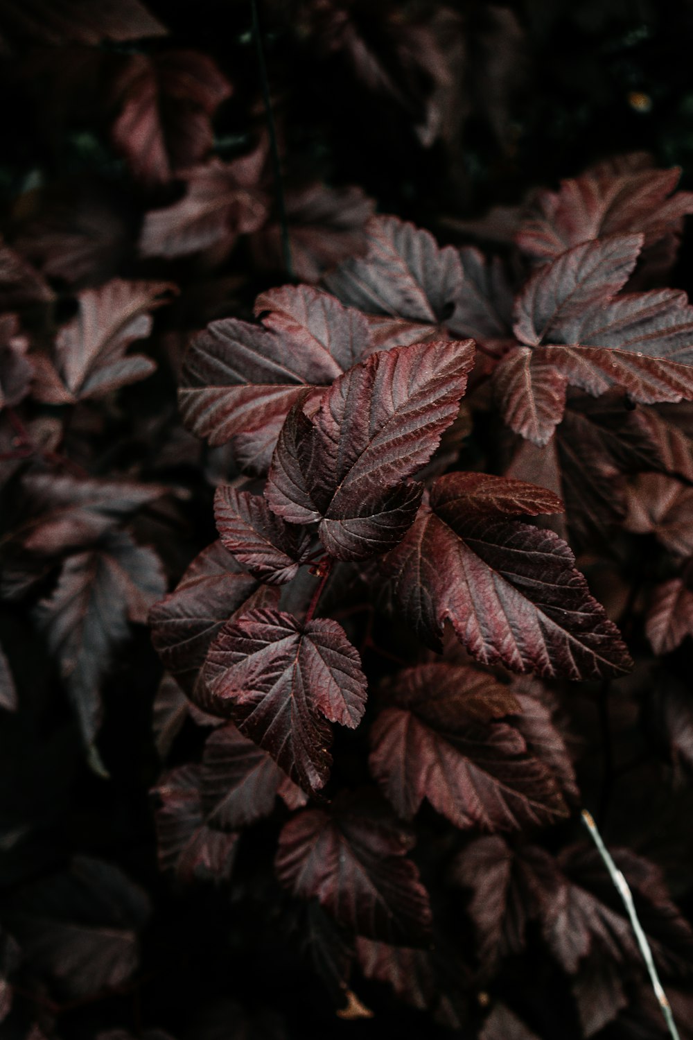 Hojas negras y verdes en la fotografía de primer plano