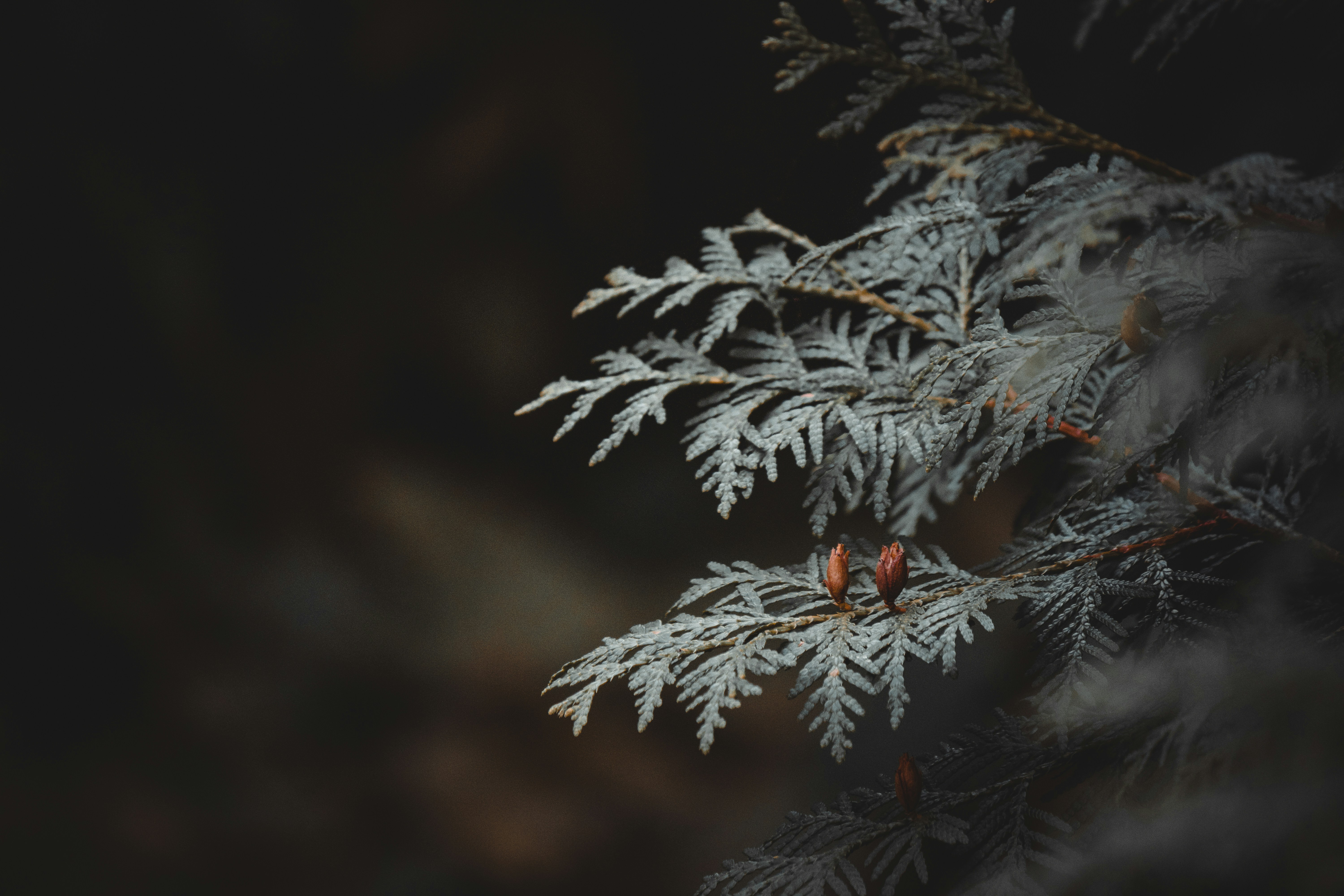 Photo by elisamoldovan