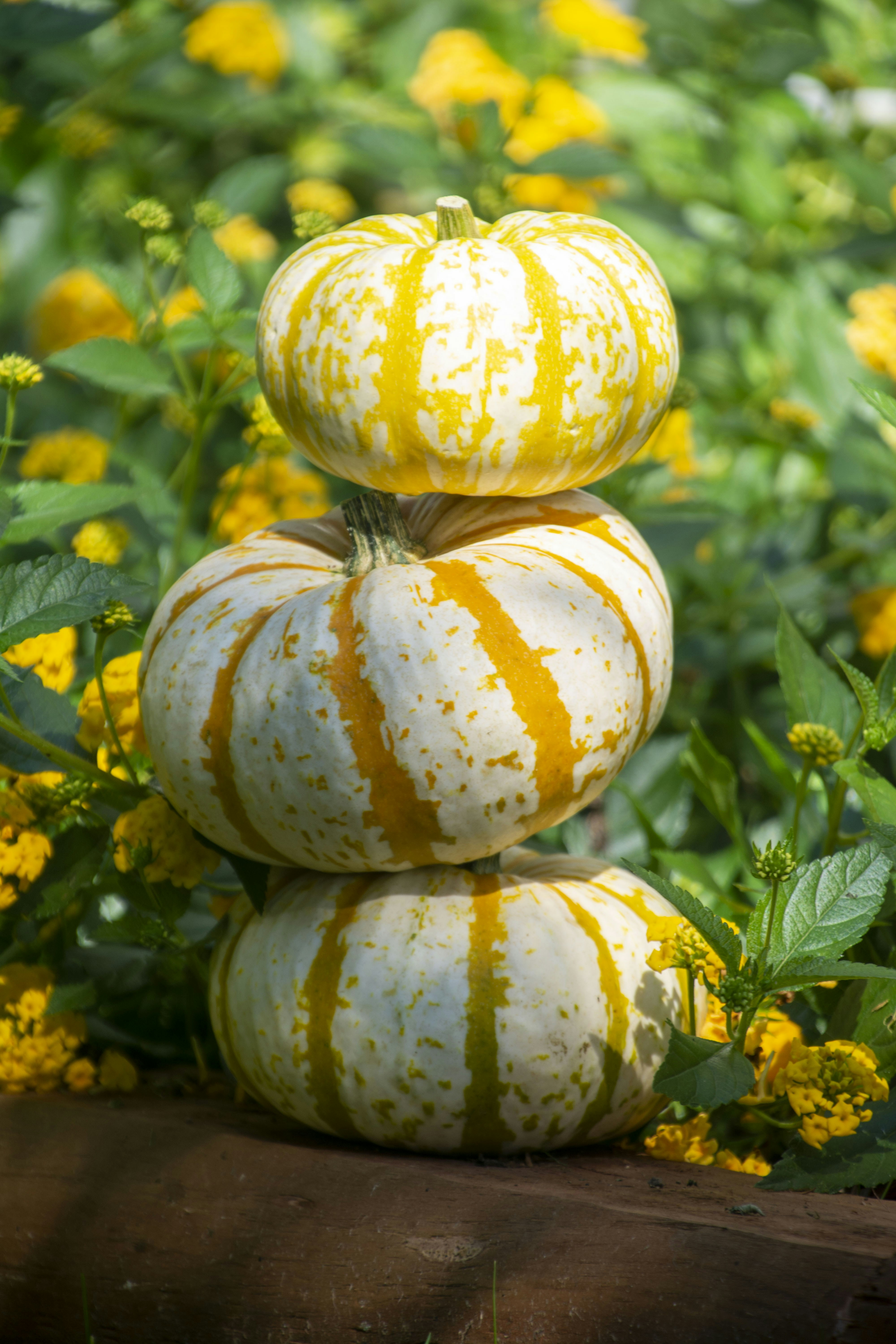 Yellow and white pumpkin on green grass photo – Free Fall Image on Unsplash