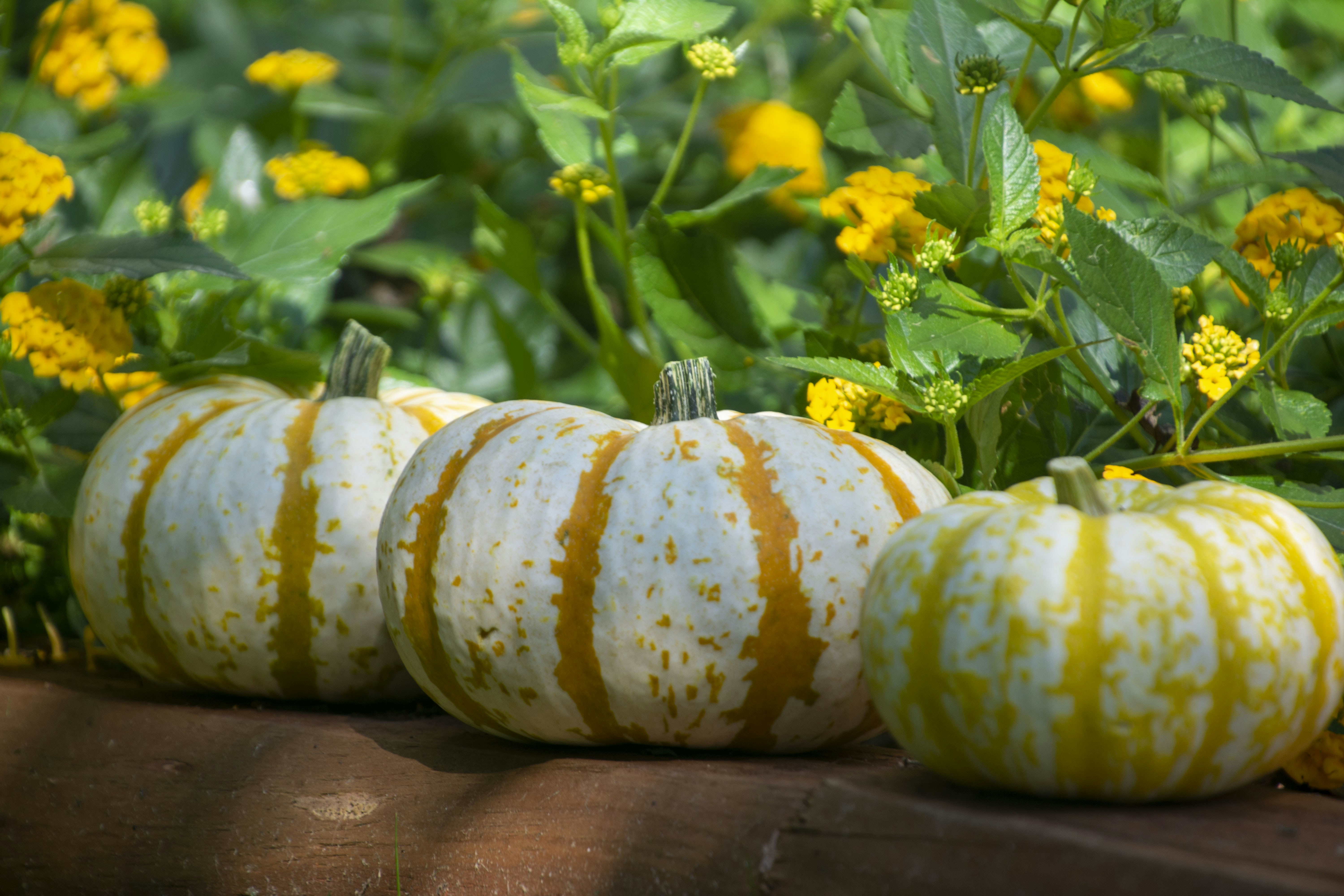 yellow and white pumpkin on brown wooden table