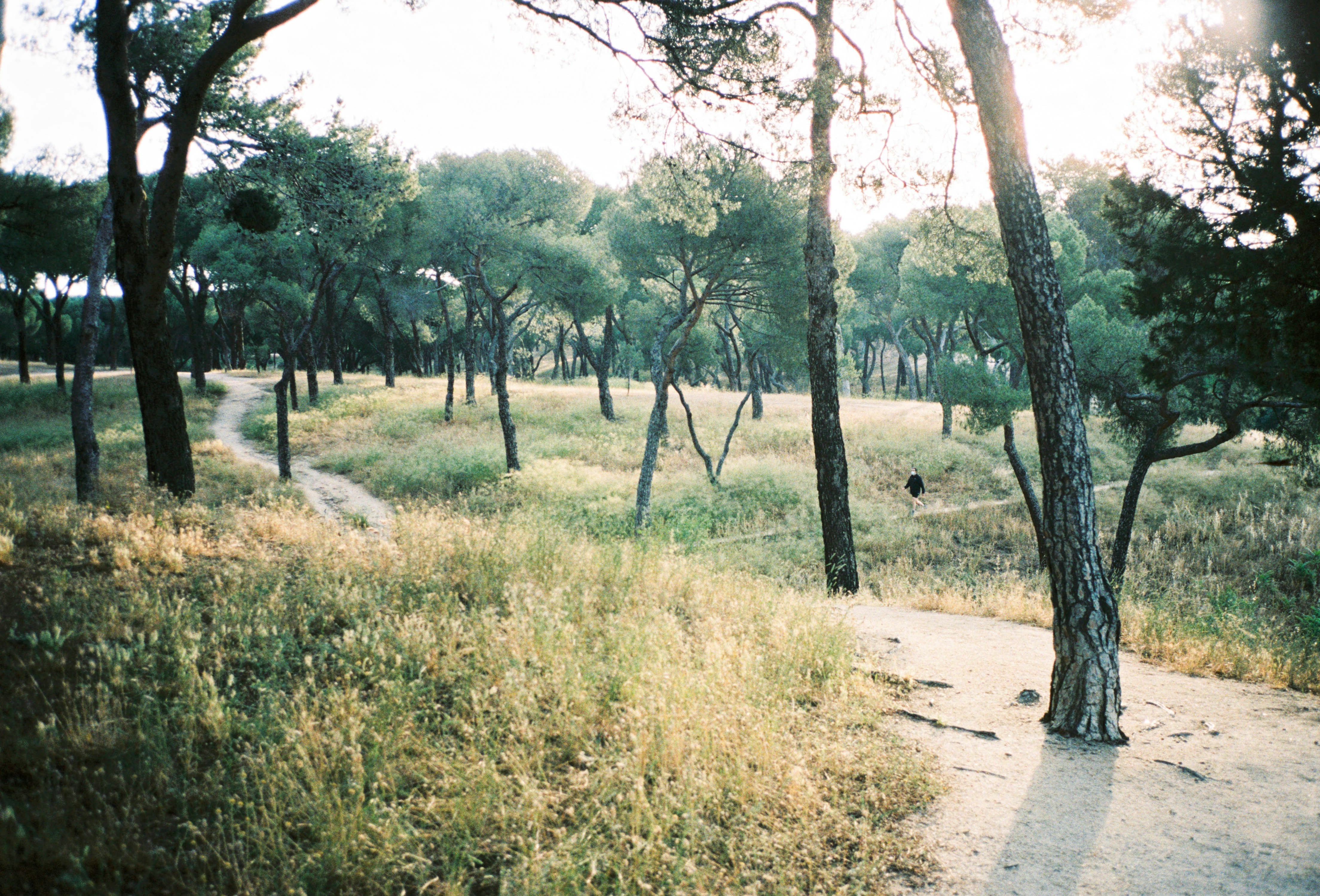 green grass and trees during daytime, Man walking in a forest in Madrid, Spain.