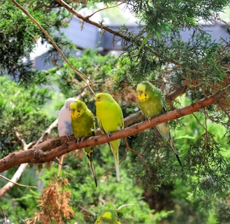 two yellow and green birds on brown tree branch during daytime