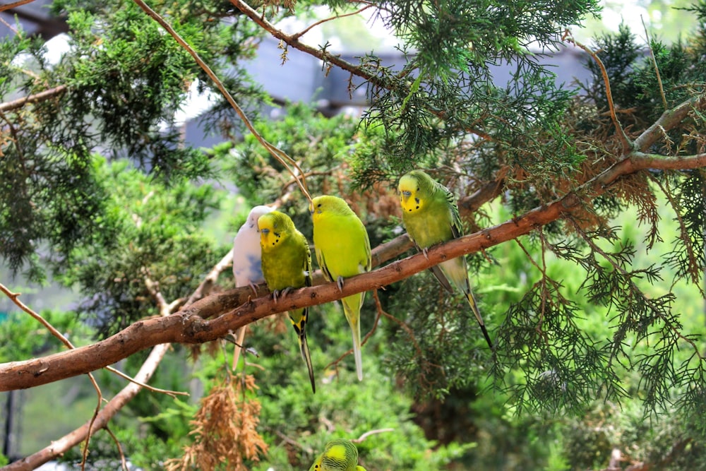 zwei gelbe und grüne Vögel tagsüber auf braunem Ast