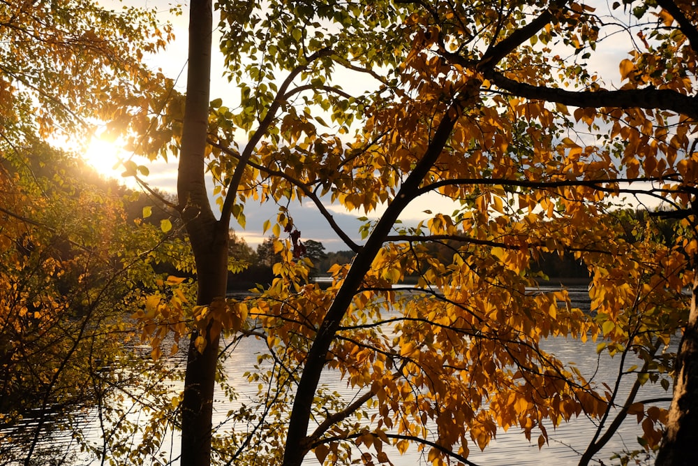 brown leaf tree near body of water during daytime