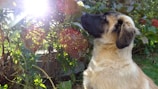A joyful dog sitting attentively during a training session in a sunny outdoor park.