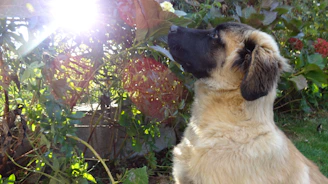 A cheerful puppy sitting attentively in a sunny park.