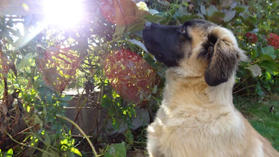 A cheerful puppy sitting attentively in a sunny park.