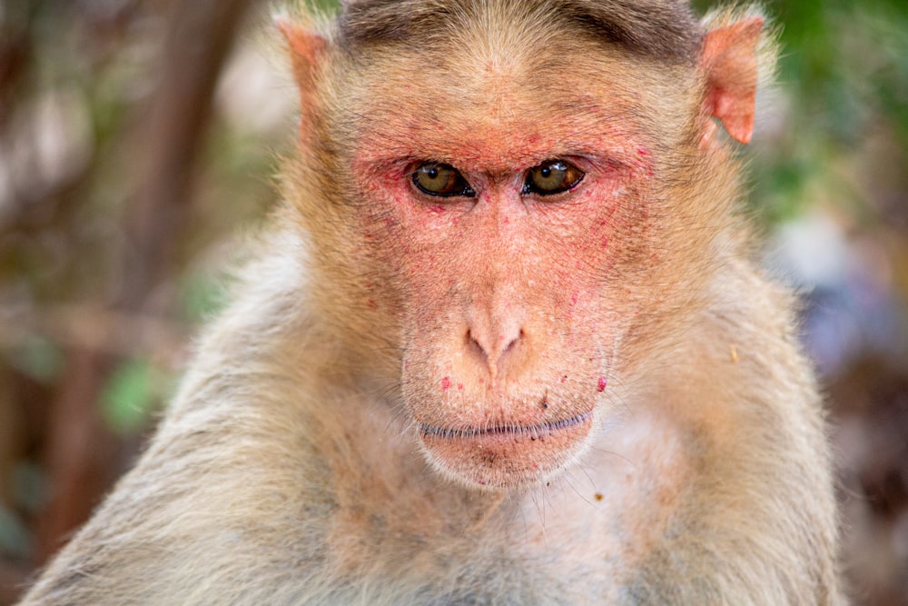 macaco marrom e branco na fotografia de perto