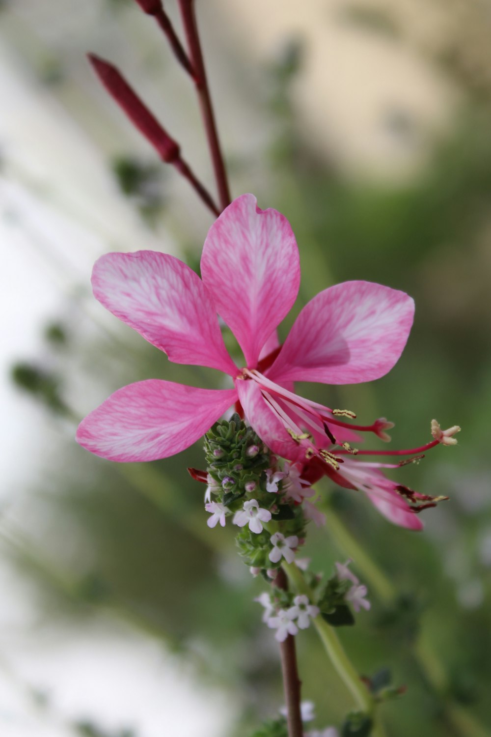 pink flower in tilt shift lens