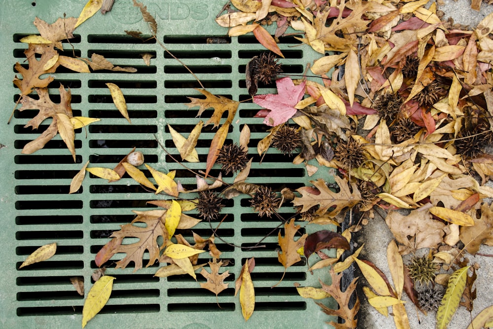 dried leaves on blue wooden fence