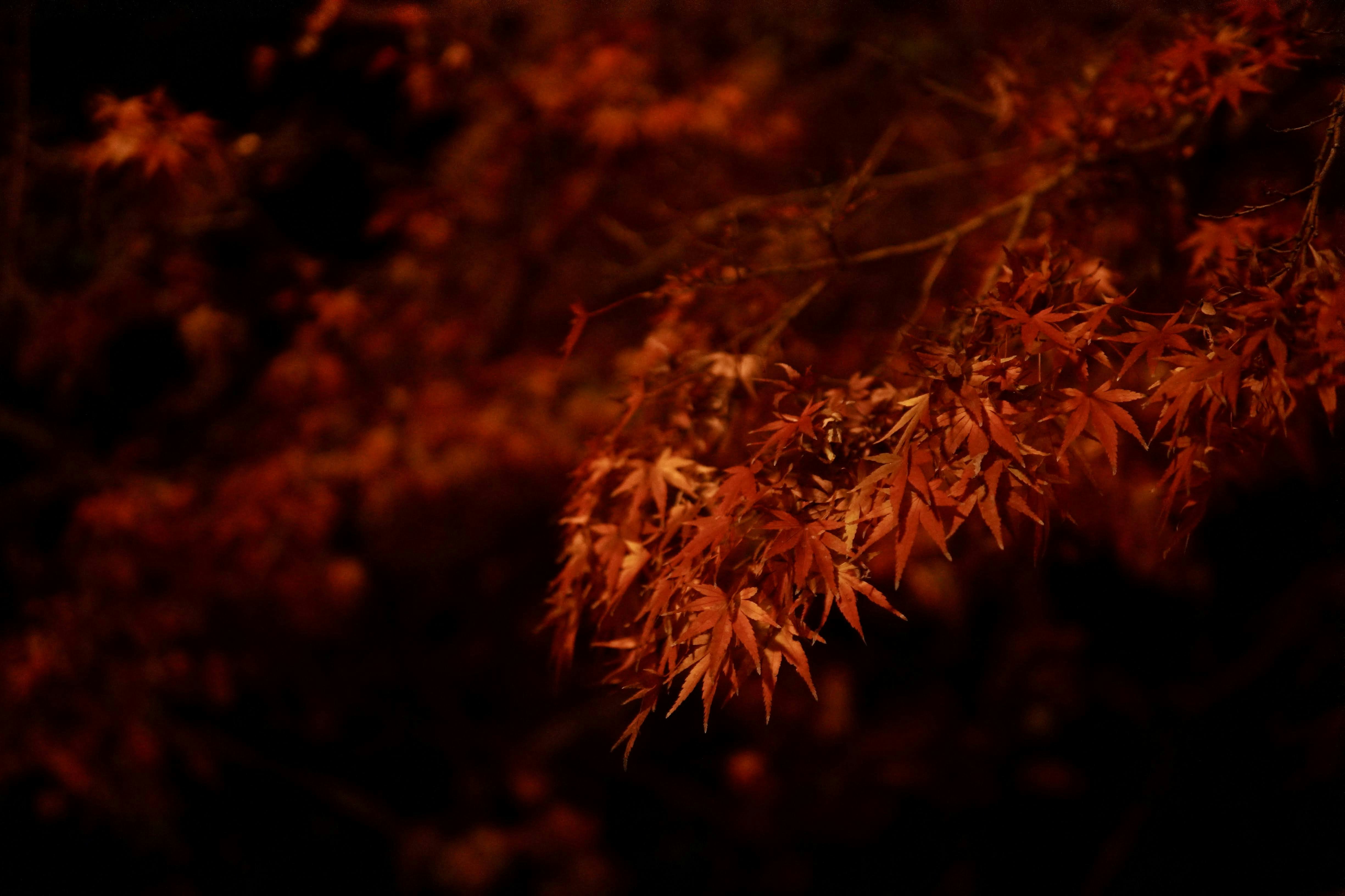 Photo by hiraganakat