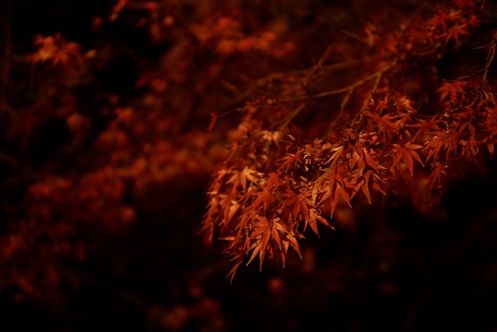 red and brown plant in close up photography