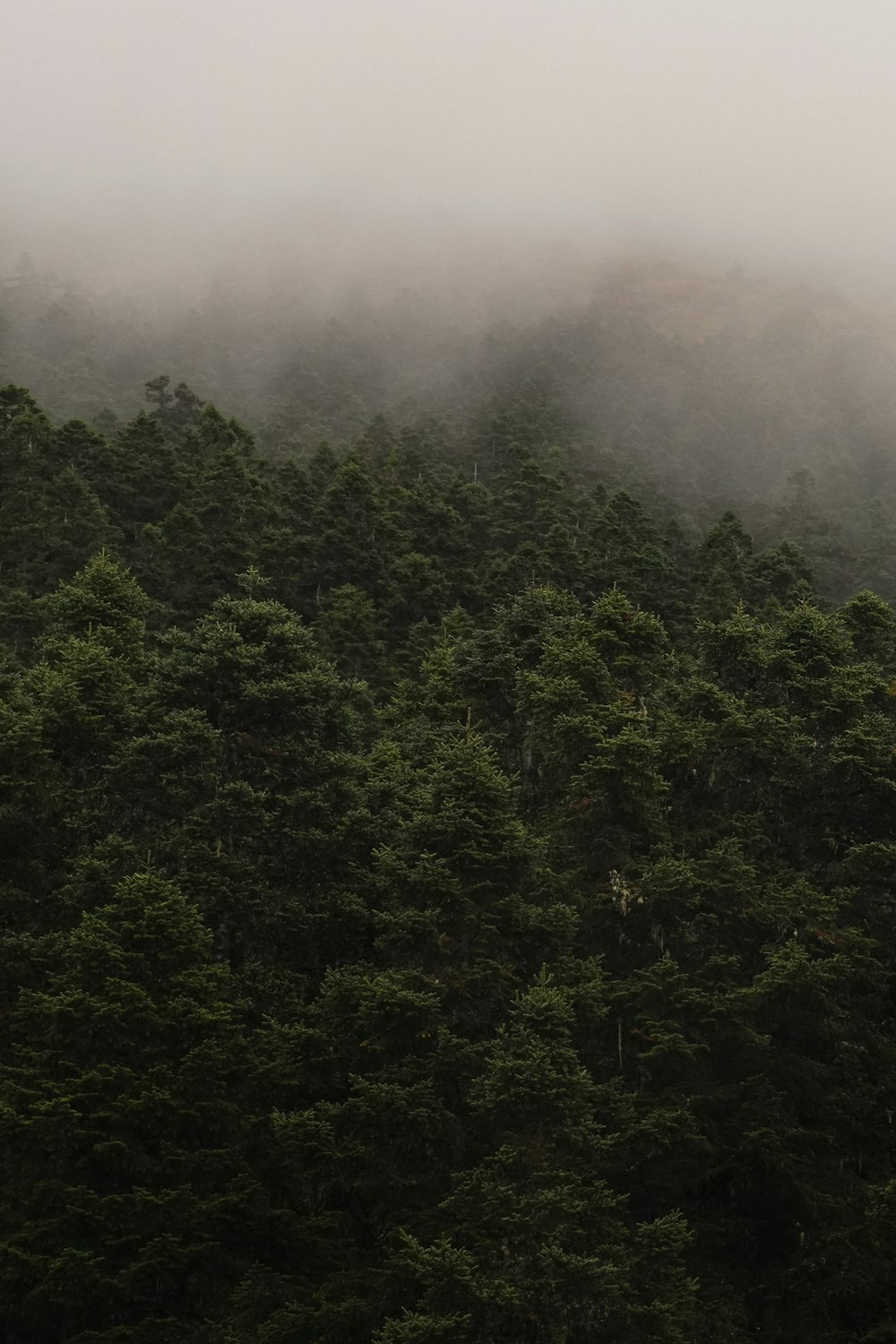 green trees on foggy weather