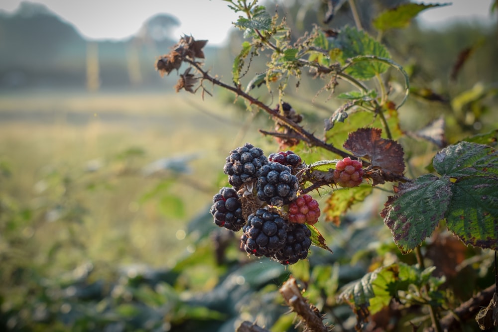 blue berries on brown stem during daytime