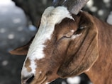 A close-up of a healthy goat showcasing its features.
