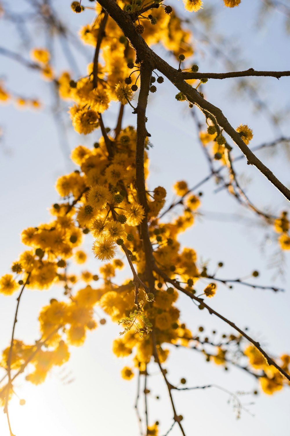 日中の黄葉樹