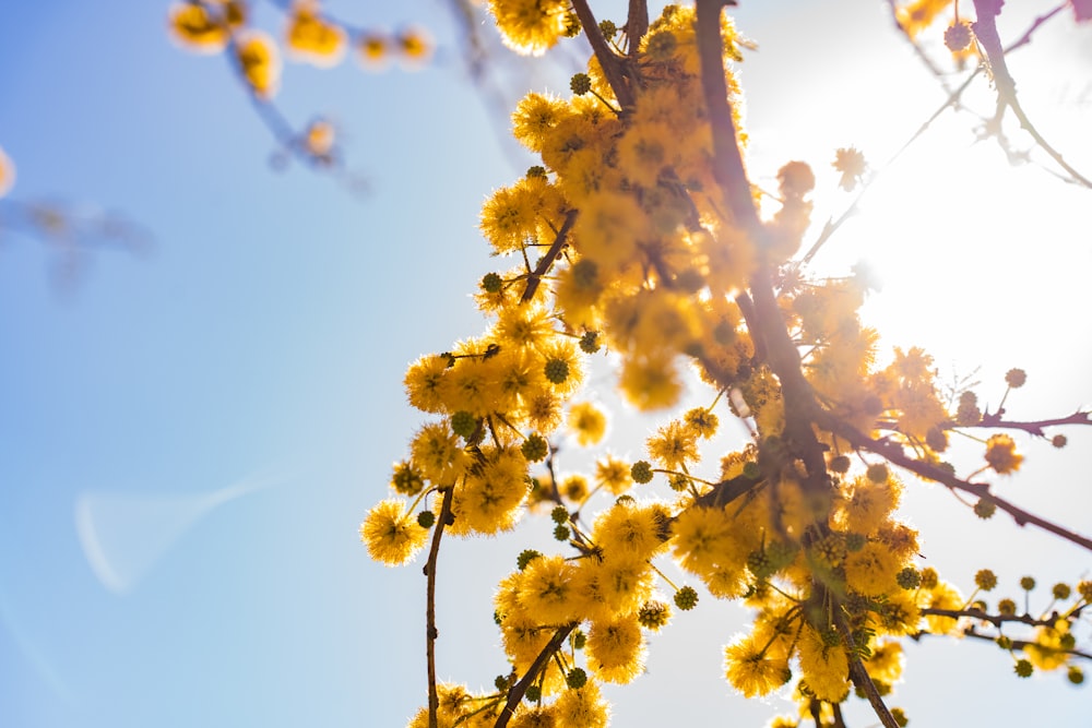 yellow leaf tree under blue sky during daytime